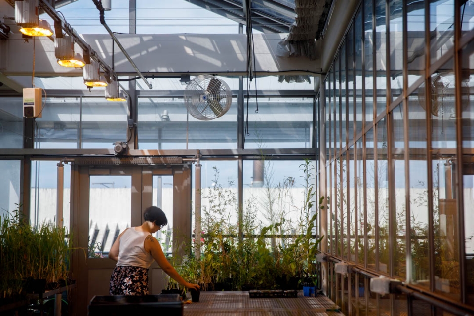 Photo of greenhouse interior